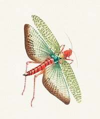 Egyptian locust illustration from The Naturalist&#39;s Miscellany (1789-1813) by George Shaw (1751-1813)