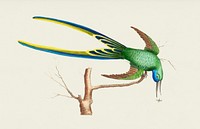 Vintage illustration of Fork-tailed humming-bird