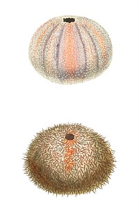 Esculent echinus or sea urchin illustration from The Naturalist's Miscellany (1789-1813) by George Shaw (1751-1813)