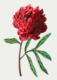 Vintage Pott's Chinese peony flower for decoration