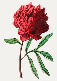 Vintage Pott&#39;s Chinese peony flower for decoration