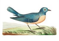 Blue redbreast illustration from The Naturalist&#39;s Miscellany (1789-1813) by George Shaw (1751-1813)