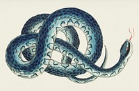Fasciated snake or Blue snake or wampum snake illustration from The Naturalist's Miscellany (1789-1813) by George Shaw (1751-1813).