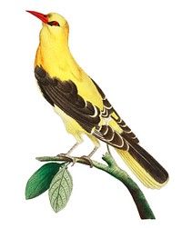Golden Oriole or Golden thrush illustration from The Naturalist&#39;s Miscellany (1789-1813) by George Shaw (1751-1813)