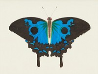 Papilio diomedes or Ulysses butterfly illustration from The Naturalist&#39;s Miscellany (1789-1813) by George Shaw (1751-1813)