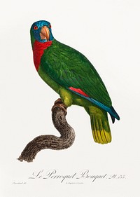 The Red-Necked Amazon, Amazona arausiaca from Natural History of Parrots (1801&mdash;1805) by <a href="https://www.rawpixel.com/search/Francois%20Levaillant?sort=curated&amp;page=1">Francois Levaillant</a>. Original from the Biodiversity Heritage Library. Digitally enhanced by rawpixel.