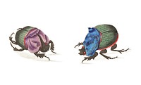 Cyanean beetle illustration from The Naturalist&#39;s Miscellany (1789-1813) by George Shaw (1751-1813)