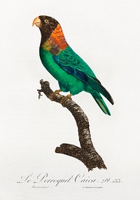 The Caica Parrot, Pyrilia caica from Natural History of Parrots (1801&mdash;1805) by <a href="https://www.rawpixel.com/search/Francois%20Levaillant?sort=curated&amp;page=1">Francois Levaillant</a>. Original from the Biodiversity Heritage Library. Digitally enhanced by rawpixel.