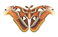 Atlas moth illustration from The Naturalist&#39;s Miscellany (1789-1813) by George Shaw (1751-1813)