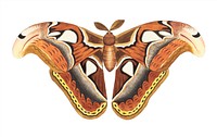 Atlas moth illustration from The Naturalist's Miscellany (1789-1813) by George Shaw (1751-1813)