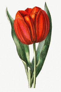 Vintage Gesner&#39;s tulip branch for decoration