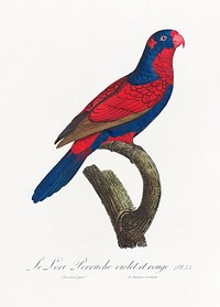 The red-and-blue lory, Eos histrio from Natural History of Parrots (1801&mdash;1805) by Francois Levaillant. Original from the Biodiversity Heritage Library. Digitally enhanced by rawpixel.