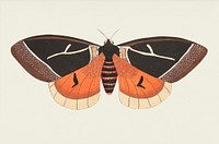 Dirphia tarquinia moth illustration from The Naturalist&#39;s Miscellany (1789-1813) by George Shaw (1751-1813)
