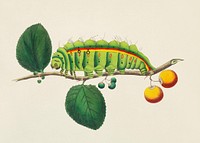 South India small tussore caterpillar (Antheraea paphia) illustration from The Naturalist's Miscellany (1789-1813) by George Shaw (1751-1813)