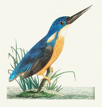 Tridigitated kingfisher or Deep-blue kingfisher illustration from The Naturalist&#39;s Miscellany (1789-1813) by George Shaw (1751-1813)