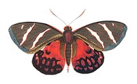 Icarus or Papilio Icarus illustration from The Naturalist&#39;s Miscellany (1789-1813) by George Shaw (1751-1813)