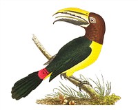 Green Toucan illustration from The Naturalist&#39;s Miscellany (1789-1813) by George Shaw (1751-1813)