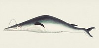 Under-jawed Mysticete or Round-lipped Whale illustration from The Naturalist&#39;s Miscellany (1789-1813) by George Shaw (1751-1813)