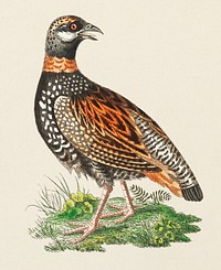 Francolin Partridge illustration from The Naturalist&#39;s Miscellany (1789-1813) by George Shaw (1751-1813)