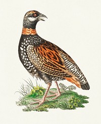 Francolin Partridge illustration from The Naturalist&#39;s Miscellany (1789-1813) by George Shaw (1751-1813)