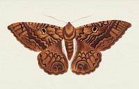 Sable Moth illustration from The Naturalist&#39;s Miscellany (1789-1813) by George Shaw (1751-1813)