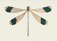 Blue-tipped Dragonfly illustration from The Naturalist's Miscellany (1789-1813) by George Shaw (1751-1813)