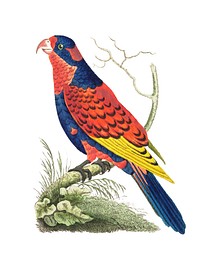 Indian lory illustration from The Naturalist&#39;s Miscellany (1789-1813) by George Shaw (1751-1813)