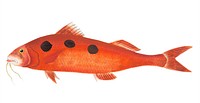 Spotted Surmullet or Red Surmullet illustration from The Naturalist&#39;s Miscellany (1789-1813) by George Shaw (1751-1813)