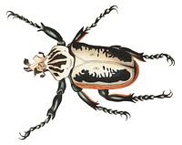 Goliath Beetle or Fork-headed Beetle illustration from The Naturalist&#39;s Miscellany (1789-1813) by George Shaw (1751-1813)