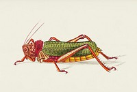 Granulated Locust illustration from The Naturalist&#39;s Miscellany (1789-1813) by George Shaw (1751-1813)