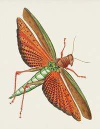 Imperial Locust illustration from The Naturalist's Miscellany (1789-1813) by George Shaw (1751-1813)