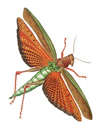 Imperial Locust illustration from The Naturalist&#39;s Miscellany (1789-1813) by George Shaw (1751-1813)