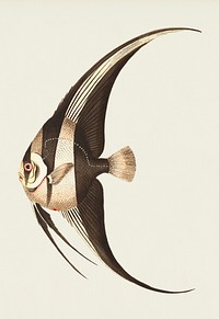 Long-finned Chaetodon illustration from The Naturalist&#39;s Miscellany (1789-1813) by George Shaw (1751-1813)