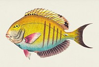 Lancet-tailed Acanthurus illustration from The Naturalist&#39;s Miscellany (1789-1813) by George Shaw (1751-1813)