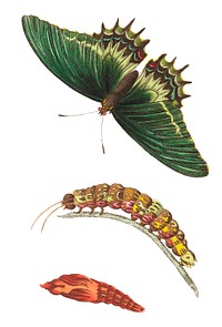 Androgeus swallowtail, queen page, or queen swallowtail life stages illustration from The Naturalist&#39;s Miscellany (1789-1813) by George Shaw (1751-1813)