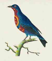 &ccedil; or Purple-breasted Chatterer illustration from The Naturalist&#39;s Miscellany (1789-1813) by George Shaw (1751-1813)