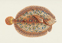 Argus Flounder or Whitish Flounder illustration from The Naturalist&#39;s Miscellany (1789-1813) by George Shaw (1751-1813)