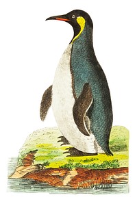 Pantagonian penguin or Cinereous-brown penguin illustration from The Naturalist's Miscellany (1789-1813) by George Shaw (1751-1813).
