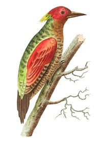Red-winged woodpecker or Olive woodpecker illustration from The Naturalist&#39;s Miscellany (1789-1813) by George Shaw (1751-1813)