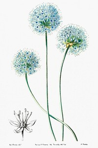 Blue leek from Edwards&rsquo;s Botanical Register (1829&mdash;1847) by <a href="https://www.rawpixel.com/search/Sydenham%20Edwards?sort=curated&amp;page=1">Sydenham Edwards</a>, <a href="https://www.rawpixel.com/search/John%20Lindley?sort=curated&amp;page=1">John Lindley</a>, and <a href="https://www.rawpixel.com/search/James%20Ridgway?sort=curated&amp;page=1">James Ridgway</a>.