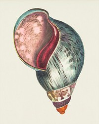 Agate bulla illustration from The Naturalist&#39;s Miscellany (1789-1813) by George Shaw (1751-1813)