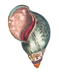 Agate bulla illustration from The Naturalist's Miscellany (1789-1813) by George Shaw (1751-1813)