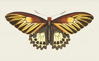 Brown butterfly illustration from The Naturalist&#39;s Miscellany (1789-1813) by George Shaw (1751-1813)