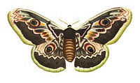 Great peacock moth or satuania pyri illustration from The Naturalist's Miscellany (1789-1813) by George Shaw (1751-1813)