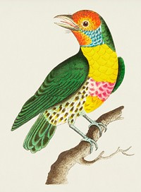 Vintage Illustration of Mayna barbet or Green barbet