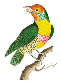 Mayna barbet or Green barbet illustration from The Naturalist&#39;s Miscellany (1789-1813) by George Shaw (1751-1813)