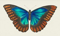 Morpho telemachus or Papilio perseus illustration from The Naturalist&#39;s Miscellany (1789-1813) by George Shaw (1751-1813)