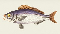 Golden-eyed lutian illustration from The Naturalist&#39;s Miscellany (1789-1813) by George Shaw (1751-1813)