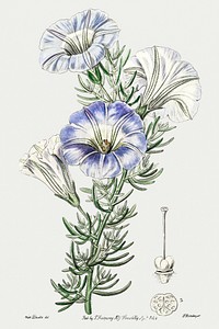 Sky blue alona from Edwards&rsquo;s Botanical Register (1829&mdash;1847) by Sydenham Edwards, John Lindley, and James Ridgway.
