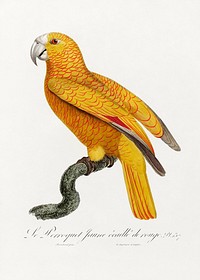 The Parrot of Paradise of Cuba (Psittacus paradisi) from Natural History of Parrots (1801&mdash;1805) by <a href="https://www.rawpixel.com/search/Francois%20Levaillant?sort=curated&amp;page=1">Francois Levaillant</a>. Original from the Biodiversity Heritage Library. Digitally enhanced by rawpixel.